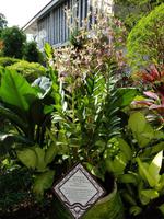 Die Angela Merkel Orchidee