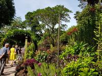 Im Orchideengarten in Singapur