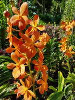 Im Orchideengarten in Singapur