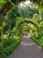 Im Orchideengarten in Singapur