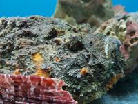 Gefährlicher Steinfisch