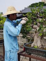 Gärtner im Nan Lian Tempel in Hongkong