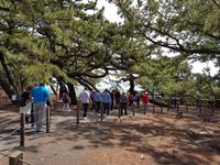 Im Miho Kiefernwäldchen