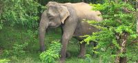 158 viele Elefantensichtungen im Yala Nationalpark