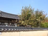 Andong Hahoe-Dorf Südkorea Quitten