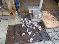 Fischmarkt Busan Südkorea