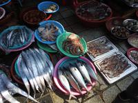 Fischmarkt Busan Südkorea