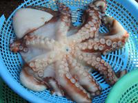 Fischmarkt Busan Südkorea ?? Oktopus