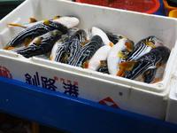 Fischmarkt Busan Südkorea