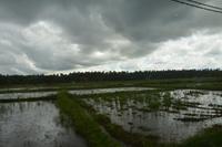 21 Reisfelder auf der Fahrt nach Dambulla