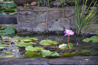 41 Lotusblumen beim Löwenfelsen Sigiriya