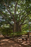 42 Löwenfelsen Sigiriya
