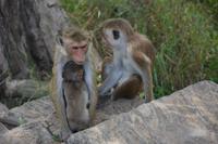 93 Affen in Dambulla