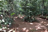 96 Gewürzgarten Matale