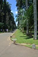 157 Botanischer Garten Peradeniya