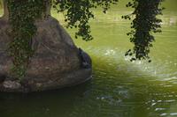 168 Botanischer Garten Peradeniya