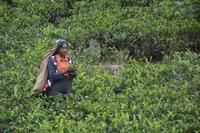 203 Pflückerin auf Teeplantage