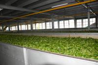 204 Besuch Teefabrik