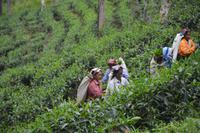 244 Teepflückerinnen