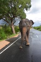 262 Highlight Elefant auf der Straße