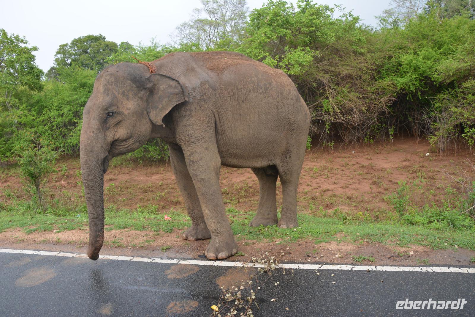264 Highlight Elefant auf der Straße
