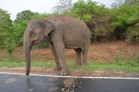 264 Highlight Elefant auf der Straße