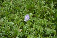 282 Wasserhyazinthe