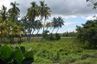 286 Landschaft Tissamaharama