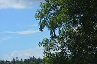 290 Nester von Webervögeln