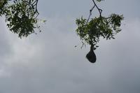 293 Nester Webervögel