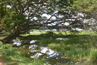 295 Landschaft Tissamaharama