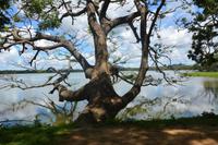 297 Landschaft Tissamaharama