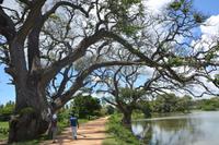 299 Landschaft Tissamaharama