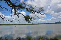 300 Landschaft Tissamaharama