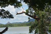 306 Landschaft Tissamaharama