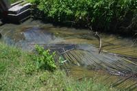 308 Palmenblätter werden geweicht