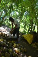 315 so werden Kokosnüsse geöffnet