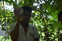 316 so werden Kokosnüsse geöffnet