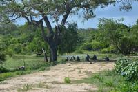 330 Safari im Yala Nationalpark