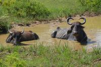 333 Wasserbüffel im Yala Naionalpark