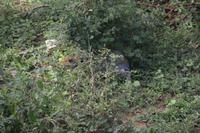 342 Hase im Yala Nationalpark