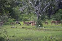 343 Rehe und Hirsche im Yala Nationalpark