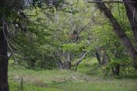 346 Leopard im Yala Nationalpark