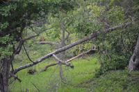 349 Leopard im Yala Nationalpark