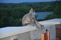 382 Affe auf Hoteldachterasse