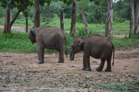 390 Elefantenwaisenhaus Udawalawe