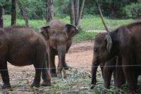 391 Elefantenwaisenhaus Udawalawe