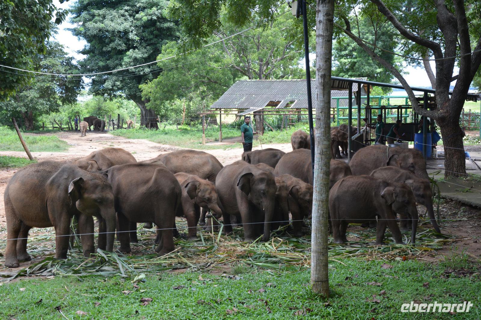 392 Elefantenwaisenhaus Udawalawe