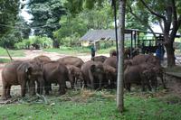 392 Elefantenwaisenhaus Udawalawe