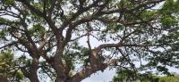 191 Flughunde im Baum